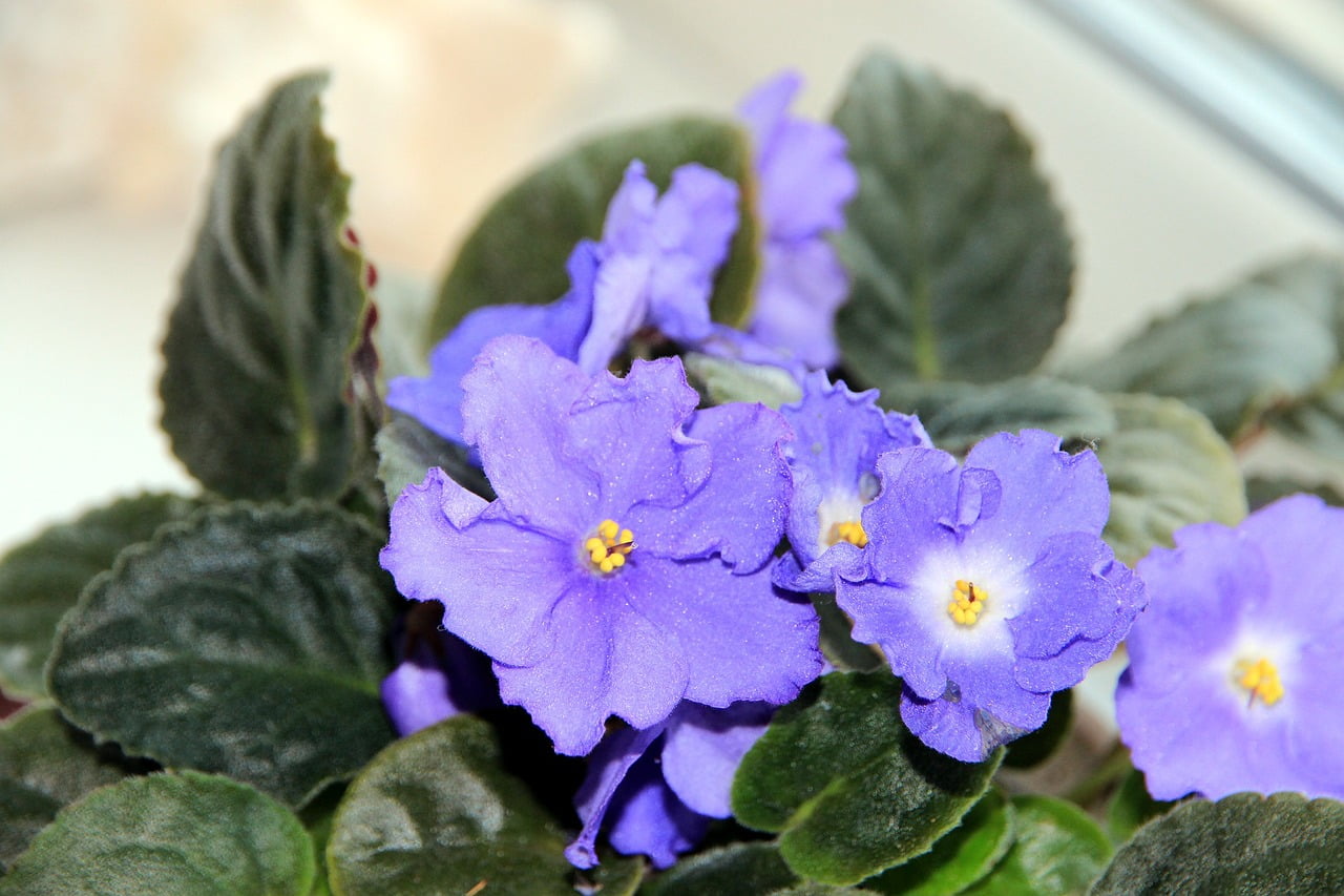 Violeta de Parma: ingrijire adecvata pentru a te bucura de aceasta planta de o frumusete rara